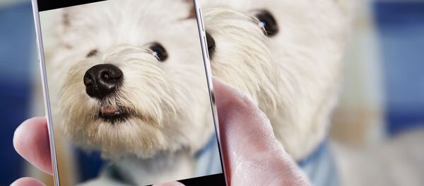 برگزاری تولد لاکچری برای سگ +عکس برگزاری تولد لاکچری برای سگ +عکس - اسپوتنیک ایران