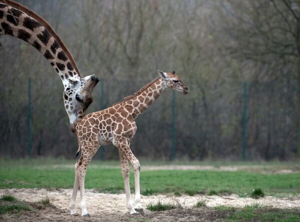 زرافه تازه متولد شده همراه با مادر خود - باغ وحش برلین - اسپوتنیک ایران  