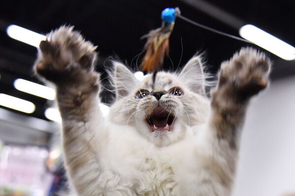 نمایشگاه گربه در مسکو - اسپوتنیک ایران  