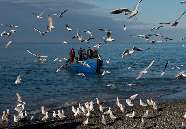 ماهیگیران در دریای سیاه در سوچی - اسپوتنیک ایران  