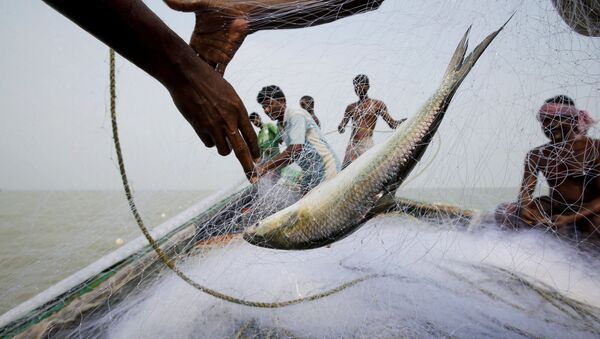 ماهیگیری در ساحل جزیره هندی گورامارا - اسپوتنیک ایران  