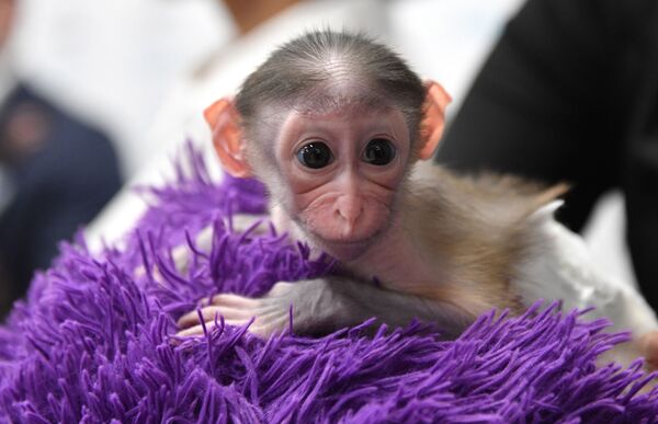 میمون متولد شده در باغ وحش هتل «یالتا-اینتوریست» به خبرنگاران نشان داده شد - اسپوتنیک ایران  
