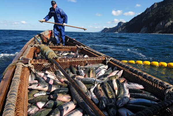 ماهیگیران مشغول صید در ساحل آخوتسکی جزیره کوناشیر - اسپوتنیک ایران  