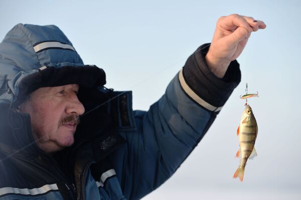 ماهیگیر ، ماهی صید کرده در دریاچه تاواتوی در استان سوردلوسکی را نشان می دهد - اسپوتنیک ایران  