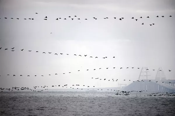 پرندگان در خلیح کرچ پرندگان در خلیح کرچ - اسپوتنیک ایران