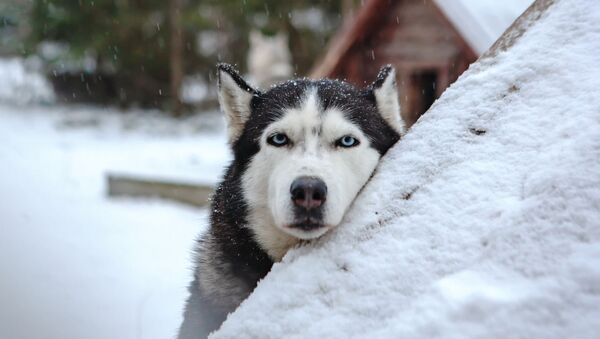 نژاد جدید سگ در روسیه که سرمای -۷۰ درجه را تحمل می کند - اسپوتنیک ایران  