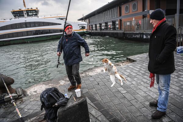 تلاش گربه برای شکار ماهی صید شده - استانبول - اسپوتنیک ایران  