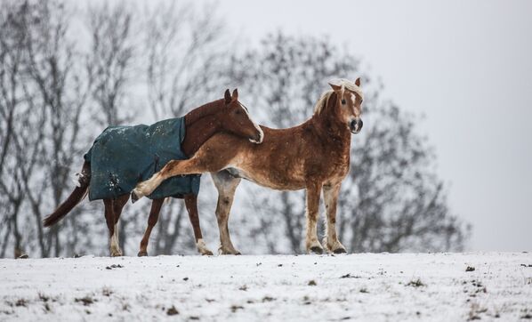 دو اسب در یک چمنزار برفی - جنوب غربی آلمان - اسپوتنیک ایران  