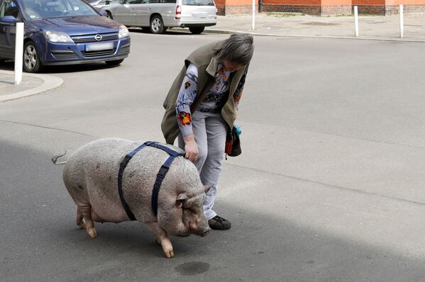 زنی به همراه خوک خانگی اش در برلین، آلمان - اسپوتنیک ایران  