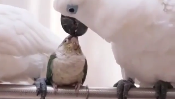 تلاش طوطی بزرگ برای بوسیدن پرنده کوچک + ویدئو - اسپوتنیک ایران  