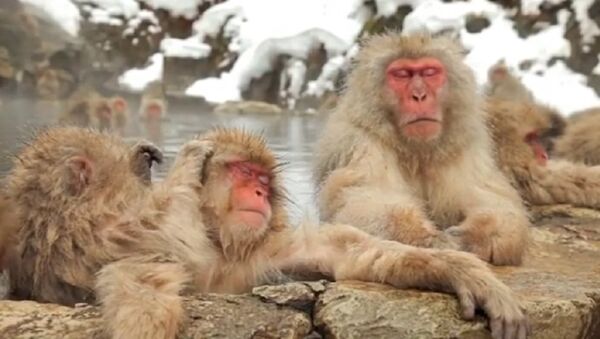 حال میمون ها در حمام آب گرم + ویدئو - اسپوتنیک ایران  