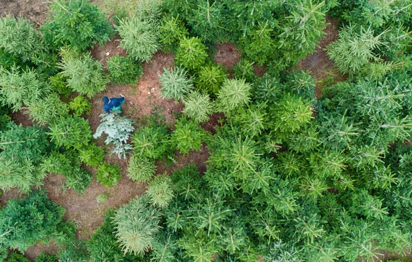 منظره زمستانی سال نو در آلمان منظره زمستانی سال نو در آلمان - اسپوتنیک ایران
