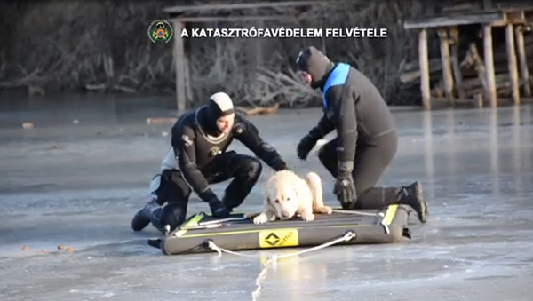 نجات سگ یخ زده در مجارستان + ویدئو - اسپوتنیک ایران  