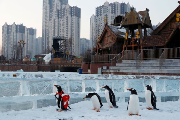 پنگوئن ها در خاربین چین - اسپوتنیک ایران  