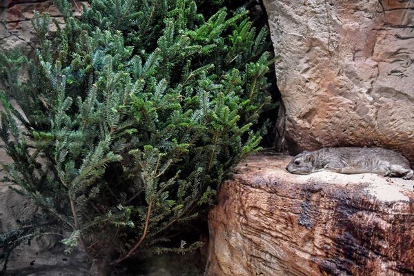 به ساکنین باغ وحش مسکو ۱۰۰۰ درخت کاج هدیه داده شد - اسپوتنیک ایران  