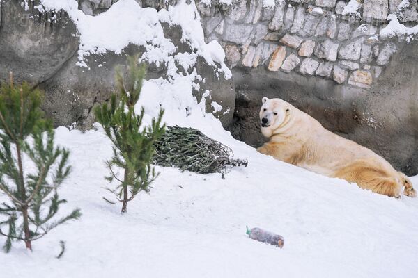 خرس سفید در باغ وحش مسکو ، کاج سال نو به عنوان تزئین محل زندگی اش دریافت کرد - اسپوتنیک ایران  