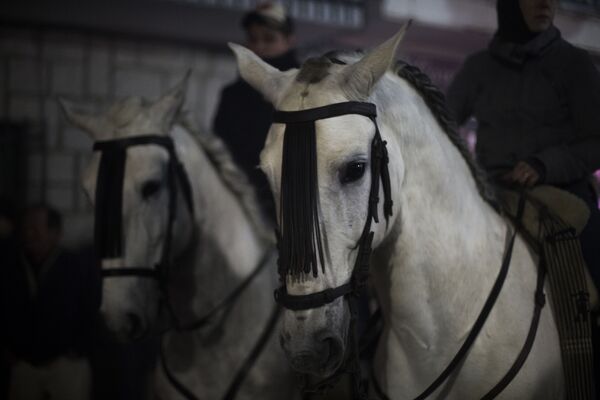 جشن پرش بر روی اسب در فستیوالی در اسپانیا - اسپوتنیک ایران  
