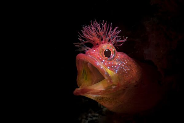 ماهی Chaenopsid Blenny  در عکسی از Roar که جایزه افتخاری مسابقه 7th Annual Ocean Art Underwater Photo Contest را بدست آورد - اسپوتنیک ایران  