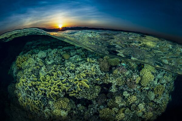 غروب از باغ پادشاهی ریفا گاردن در عکس Sunsplit با کسب مکان دوم در بخش Reefscapes - اسپوتنیک ایران  