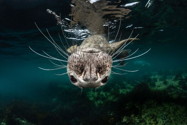 عکس Grey Seal Face, با کسب جایگاه اول در بخش  Cold Water - اسپوتنیک ایران  