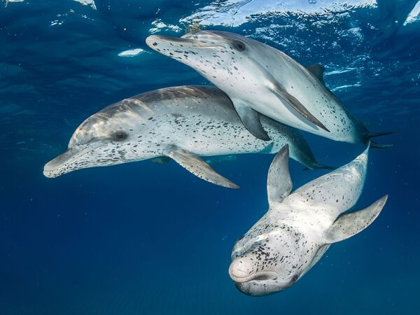 عکس Atlantic Spotted Dolphins - اسپوتنیک ایران  
