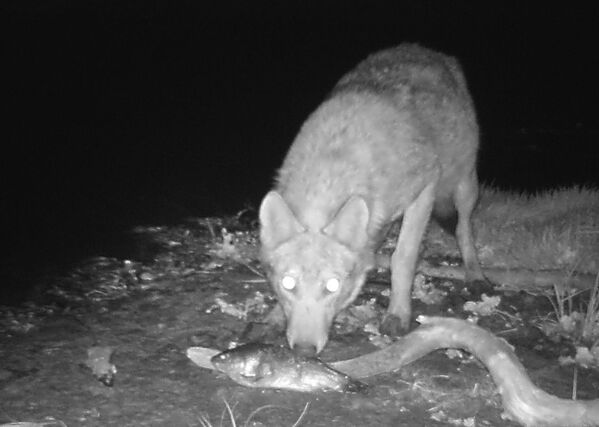 گرگهای وحشی در چرنویل - اسپوتنیک ایران  