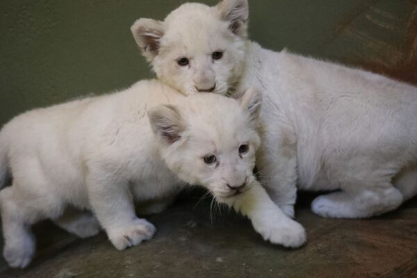 دو بچه شیر تازه متولد شده سفید در چک - اسپوتنیک ایران  