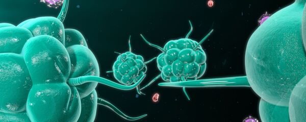 خطر کشنده جدید ویروس کرونا شناسایی شد خطر کشنده جدید ویروس کرونا شناسایی شد - اسپوتنیک ایران