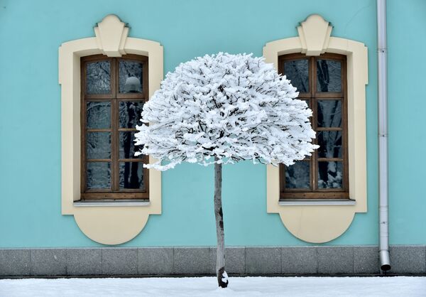 درختی که با برف پوشیده شده در کی یف اوکراین - اسپوتنیک ایران  