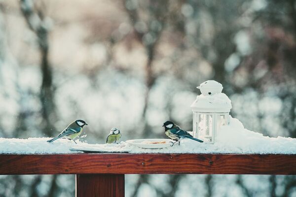 پرنده ها در زمستان - اسپوتنیک ایران  