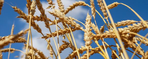 امضای یادداشت تفاهم تجارت گندم بین ایران، روسیه و قزاقستان امضای یادداشت تفاهم تجارت گندم بین ایران، روسیه و قزاقستان - اسپوتنیک ایران