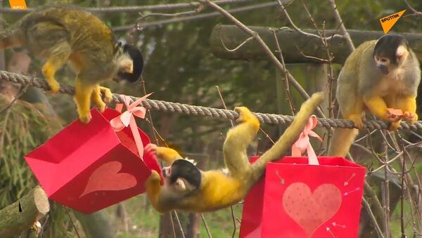 حتی میمون ها هم ولنتاین را جشن می گیرند + ویدئو - اسپوتنیک ایران  