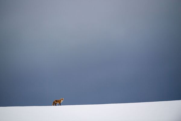 روباه در دشت برفپوش آلمان - اسپوتنیک ایران  