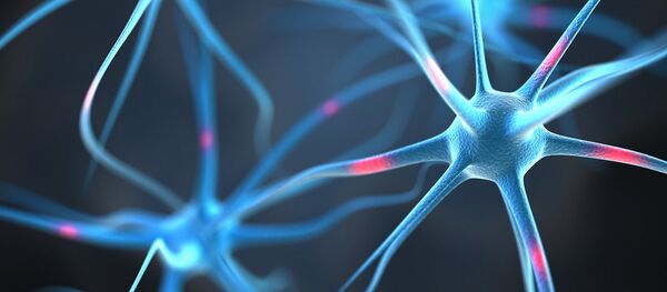 ساختار 11 بُعدی مغز انسان ساختار 11 بُعدی مغز انسان - اسپوتنیک ایران