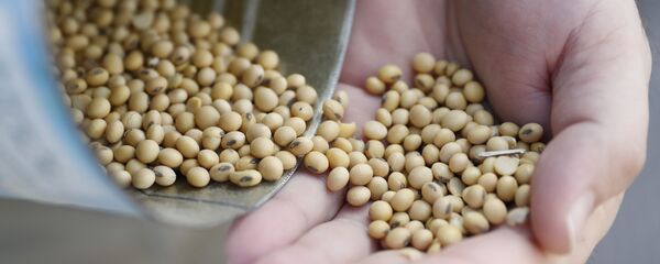 لوبیا لوبیا - اسپوتنیک ایران