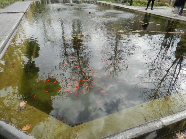 حوضچه ای در باغ نگارستان تهران - اسپوتنیک ایران  