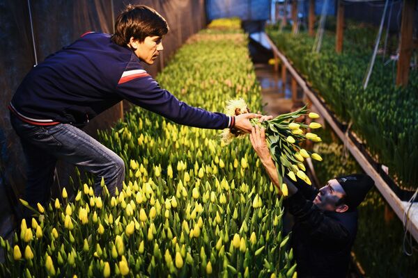 کارگران در حال جمع آوری گل های لاله - اسپوتنیک ایران  