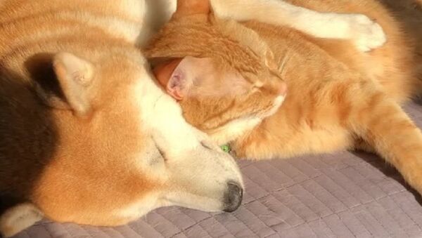سگ و گربه ای که با هم می خوابند + ویدئو - اسپوتنیک ایران  