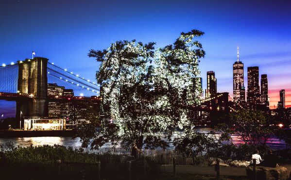 پرتره های نوری انسانی بر روی درختان - استریت آرت در نیویورک - اسپوتنیک ایران  