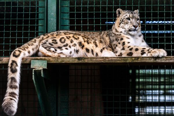 ایربیس،گربه برفی در باغ وحش مسکو - اسپوتنیک ایران  