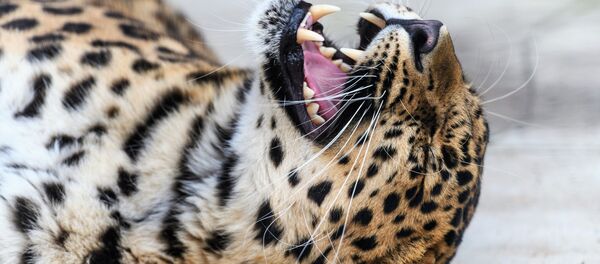 پلنگ ایرانی در تلاش برای خوردن راننده بیل مکانیکی + ویدئو - اسپوتنیک ایران  