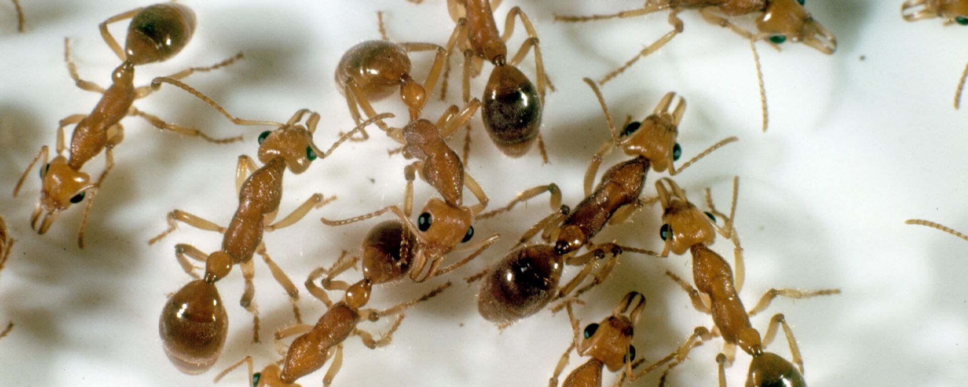 دانشمندان به مورچه ها یاد داده اند که سلول های سرطانی را از طریق  بو پیدا کنند - اسپوتنیک ایران  , 1920, 11.03.2022