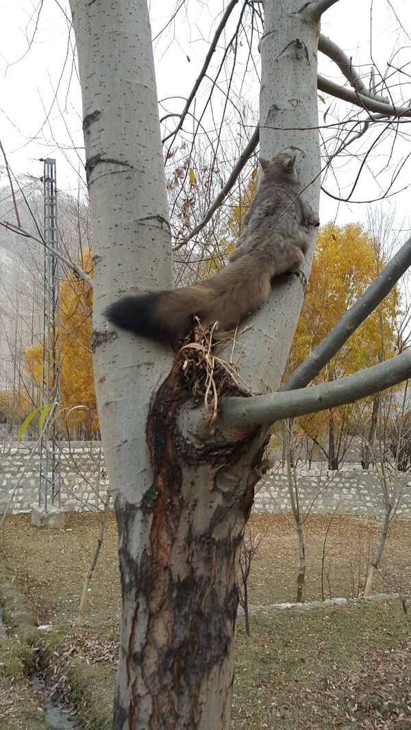 سنجاب پرنده پشمالو صخره ای - اسپوتنیک ایران  