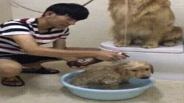 آیا سگ ها از حمام متنفرند؟ + ویدئو - اسپوتنیک ایران  