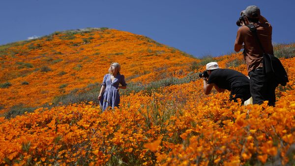 دشت گل های نارنجی کالیفرنیا - اسپوتنیک ایران  