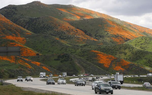 دشت گل های نارنجی کالیفرنیا - اسپوتنیک ایران  