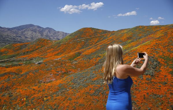 گل های صحرایی نارنجی کالیفرنیا - اسپوتنیک ایران  
