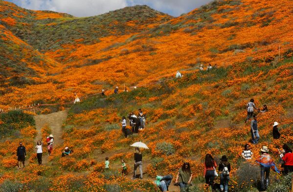 گل های صحرایی نارنجی در نزدیکی دریاچه «السینور» کالیفرنیا - اسپوتنیک ایران  