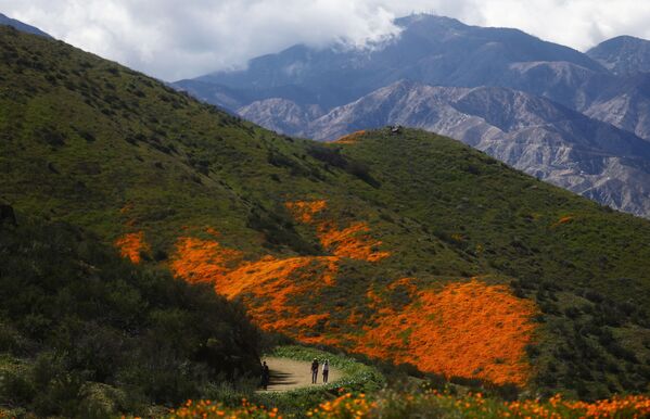 گل های صحرایی نارنجی در نزدیکی دریاچه «السینور» کالیفرنیا - اسپوتنیک ایران  