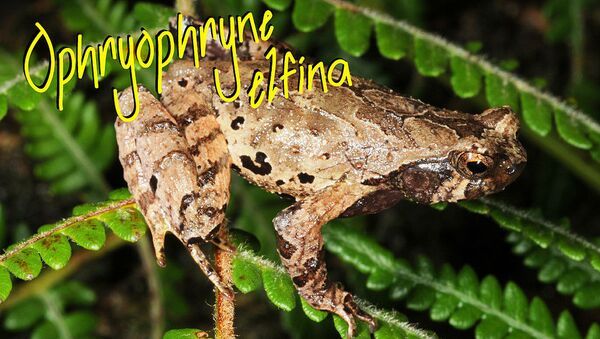 Новый вид жабы Ophryophryne elfina, обнаруженный учеными во Вьетнаме - اسپوتنیک ایران  